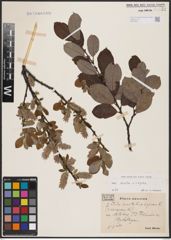 Foto von Salix aurita L. x Salix caprea L.